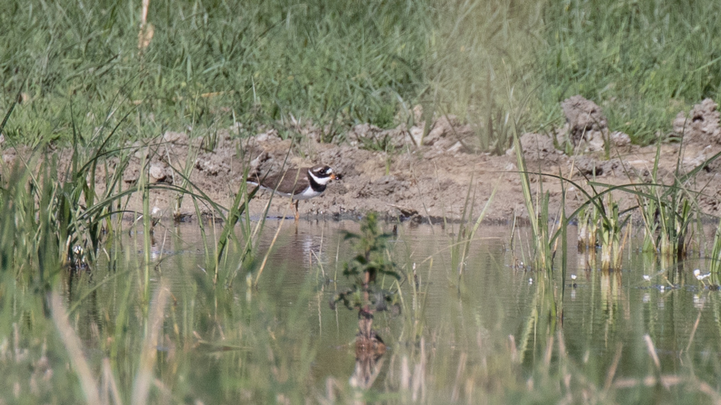 Common Ringed Plover
