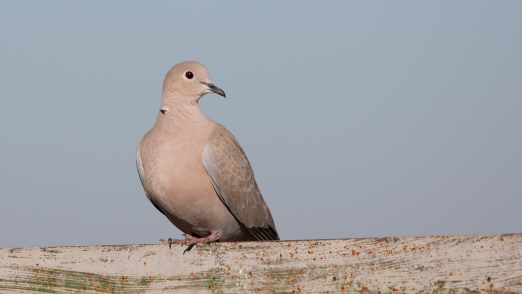Eurasian Collared Dove
