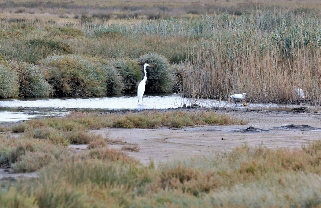 Great Egret