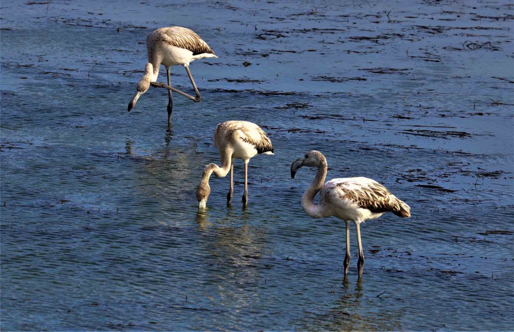 Greater Flamingo
