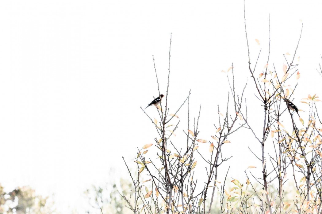 Common Chaffinch