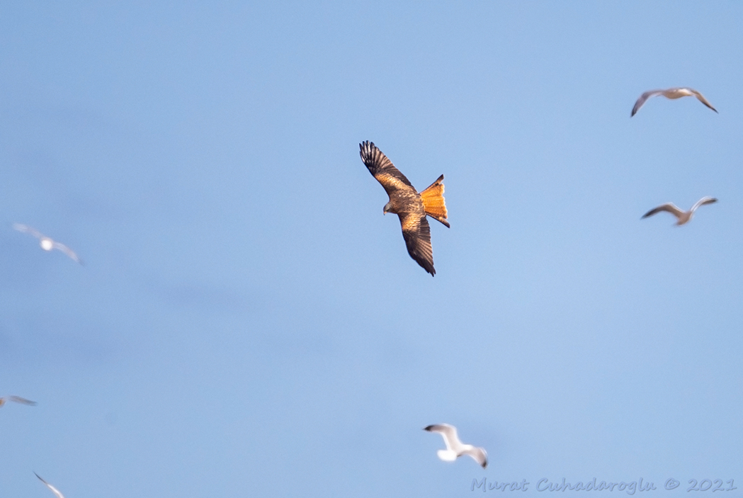 Red Kite