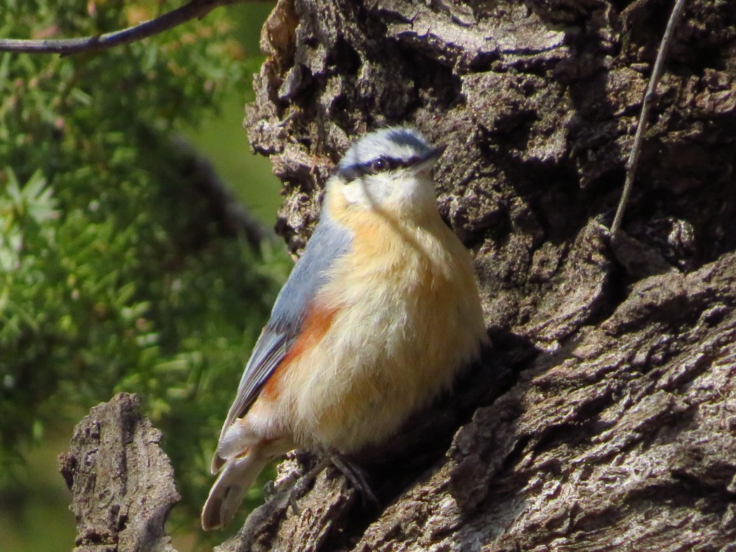 Eurasian Nuthatch