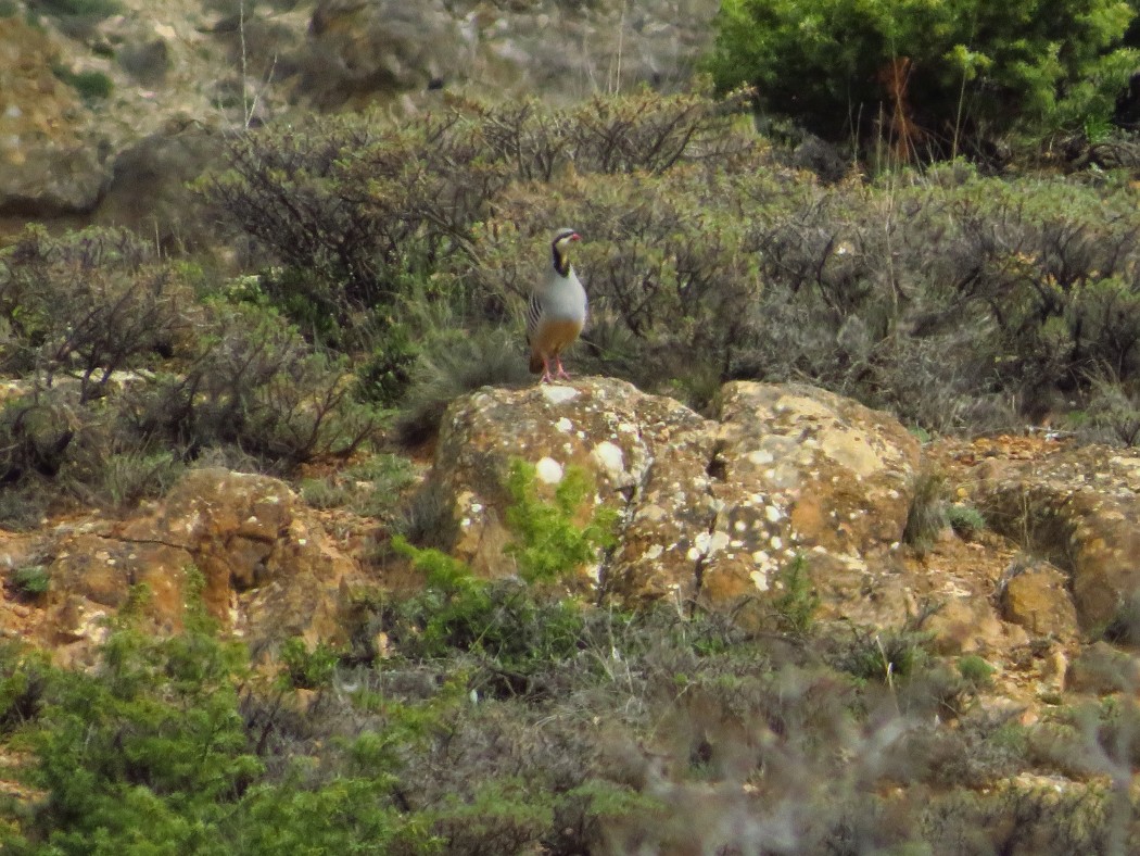 Chukar Partridge
