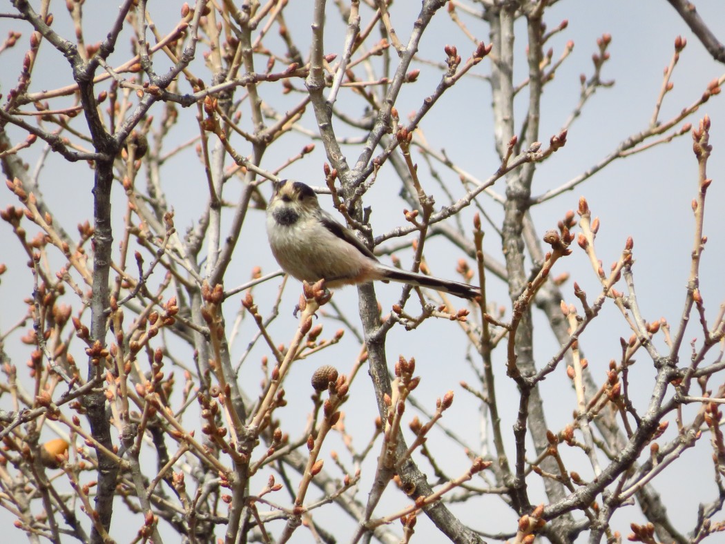 Long-tailed Tit