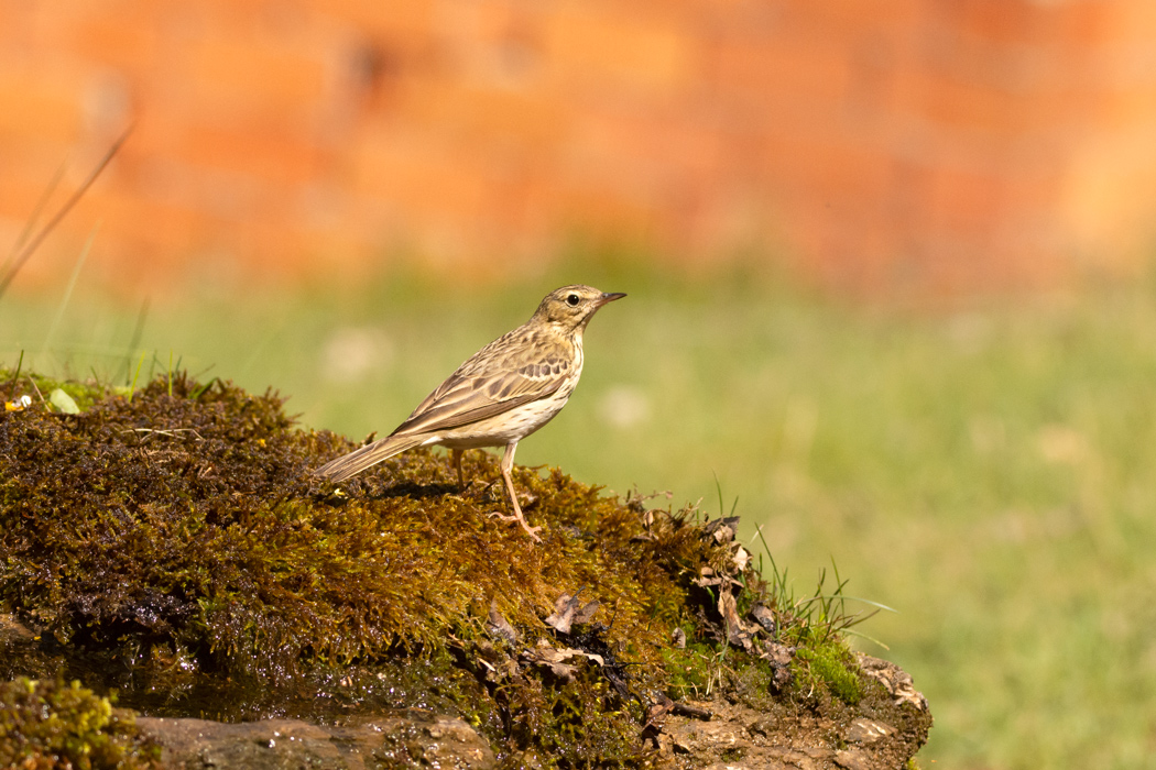 Tree Pipit