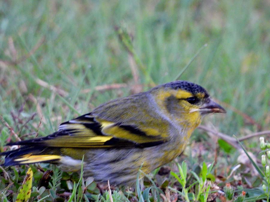 Eurasian Siskin