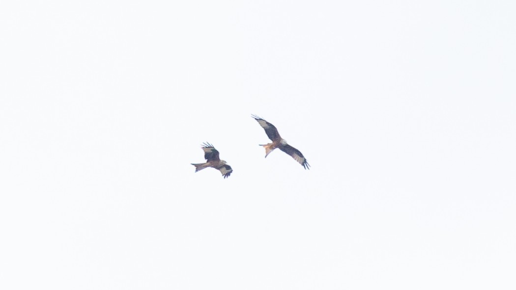 Red Kite