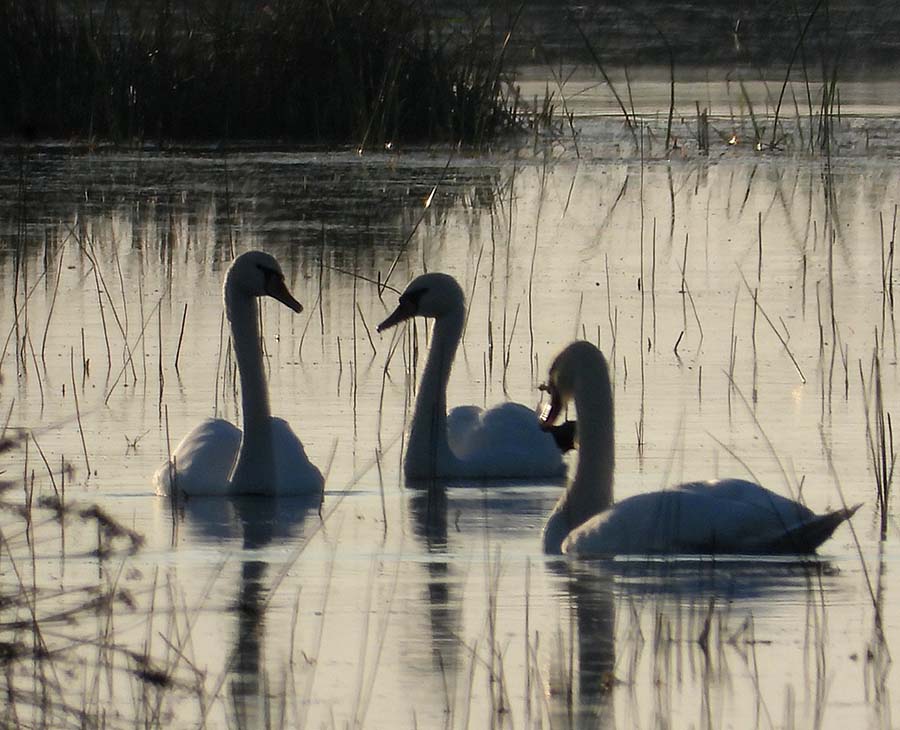 Mute Swan