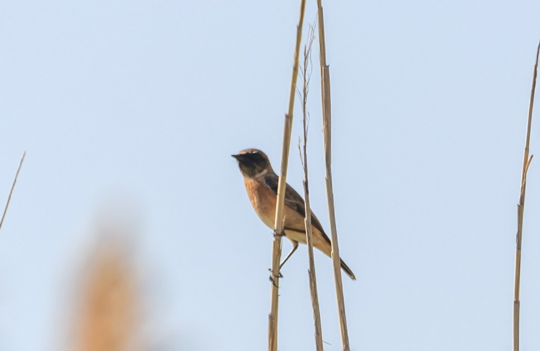 Siberian Stonechat