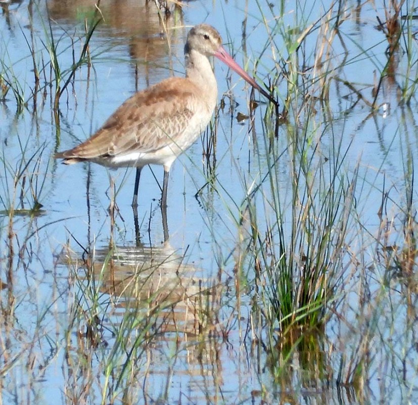 Black-tailed Godwit