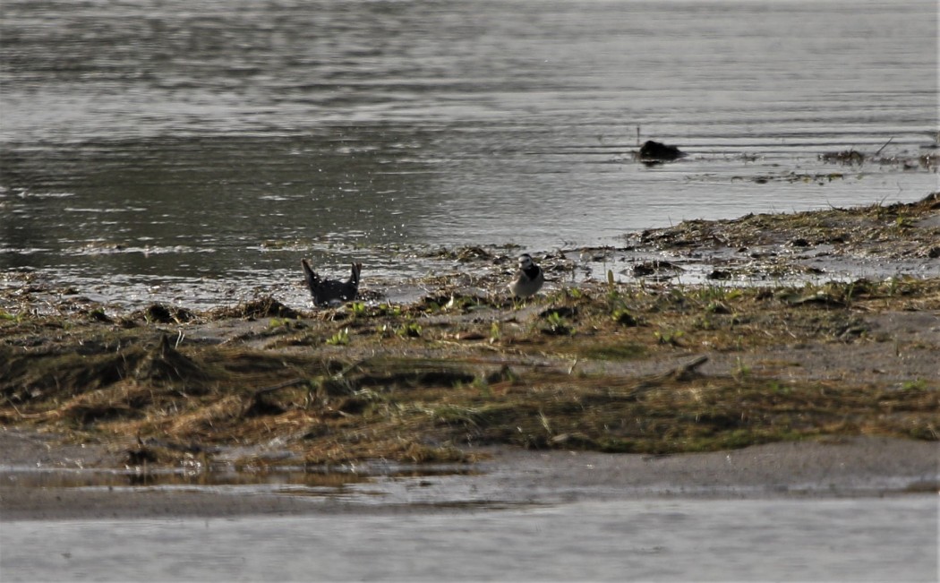 White Wagtail
