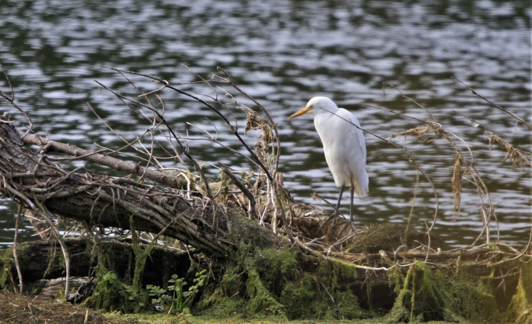 Western Cattle Egret