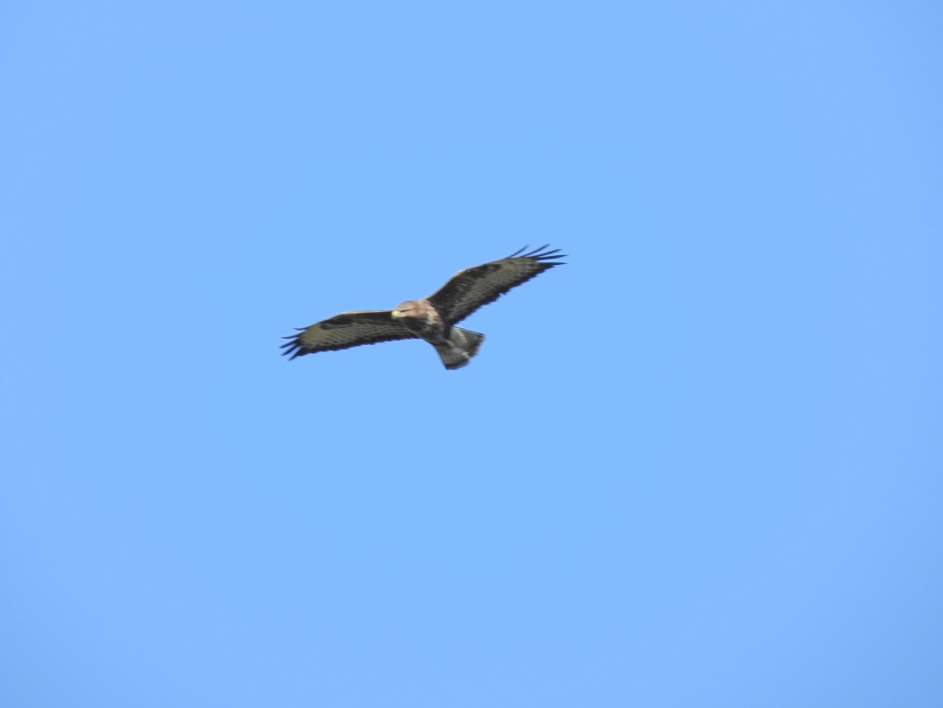 Common Buzzard