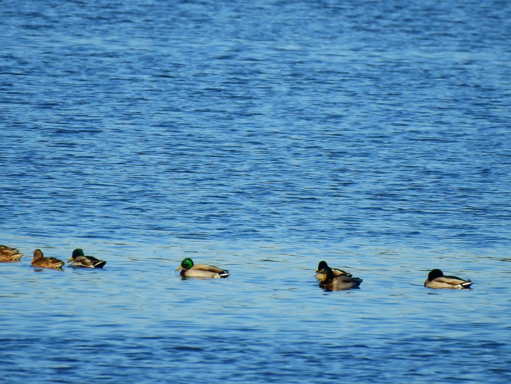 Mallard