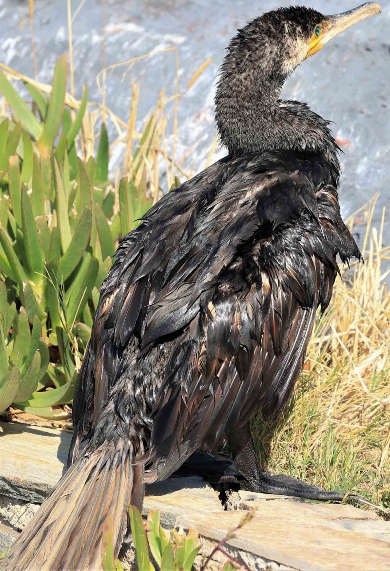 Great Cormorant