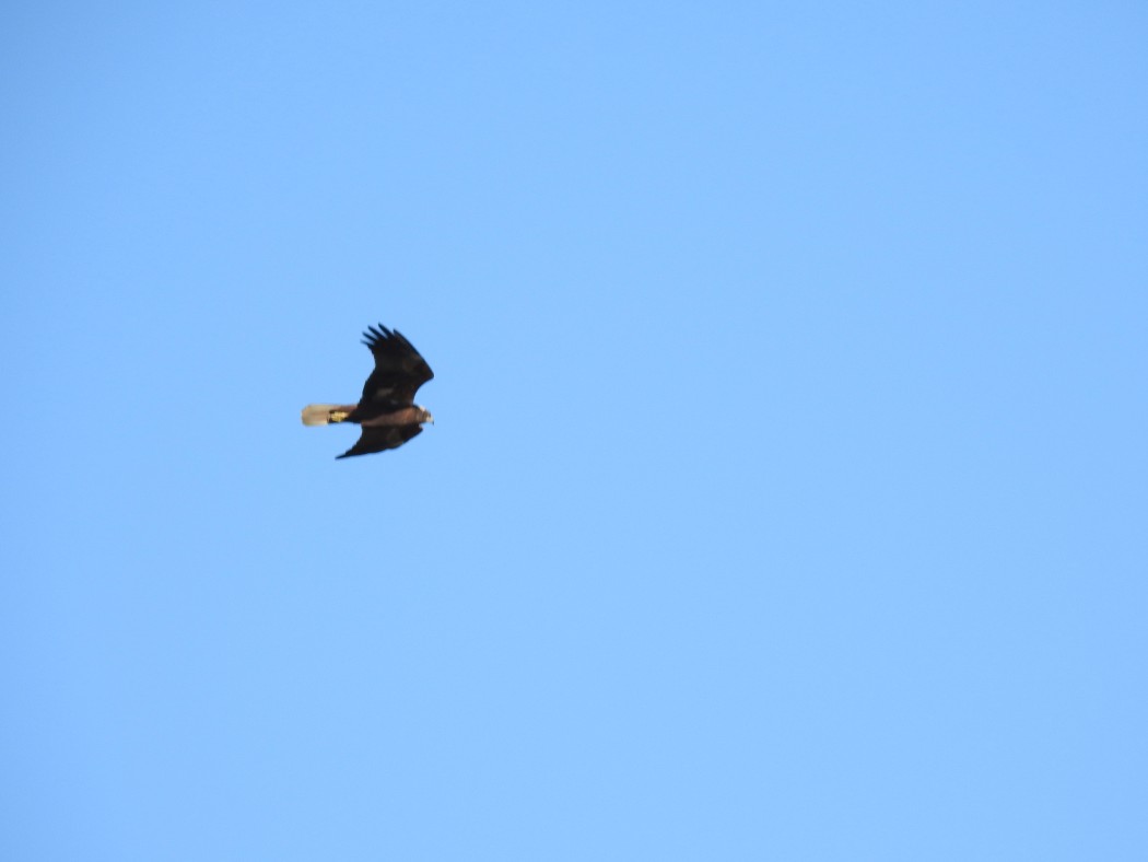 Western Marsh Harrier