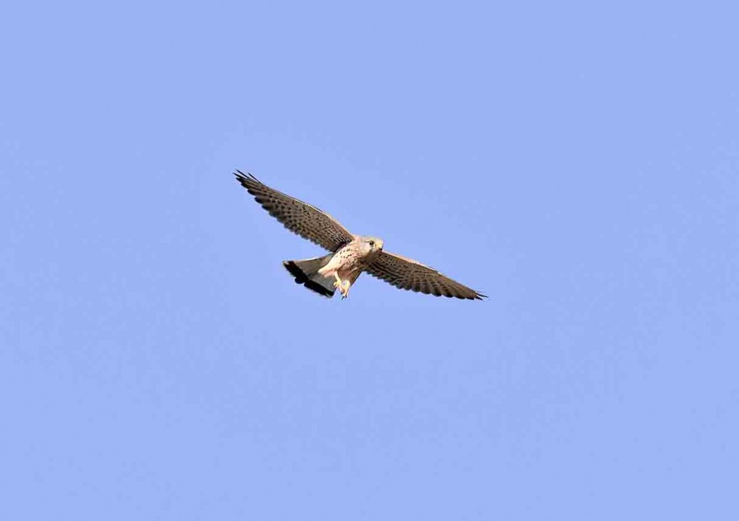 Common Kestrel