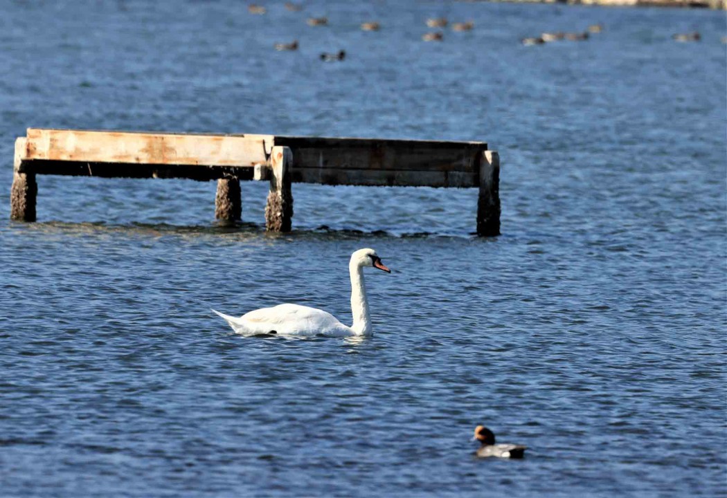 Mute Swan
