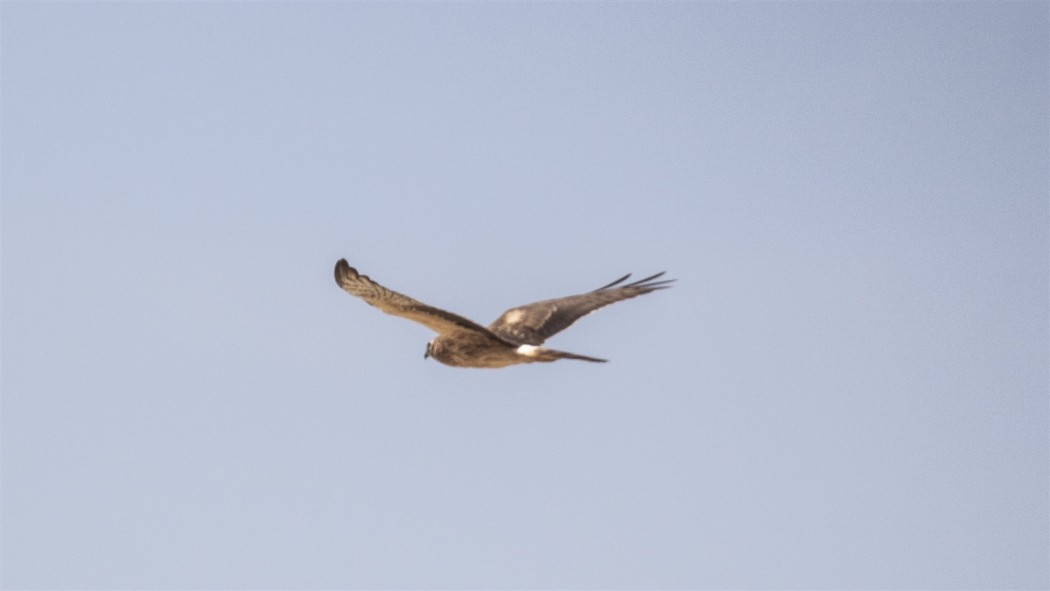 Pallid Harrier