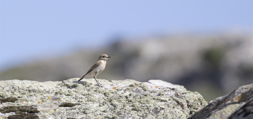 Isabelline Wheatear
