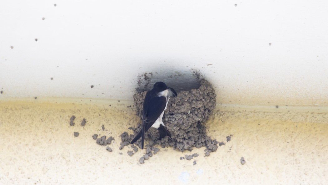 Western House Martin