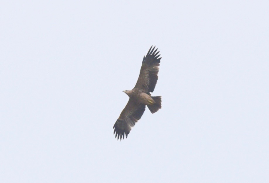 Eastern Imperial Eagle