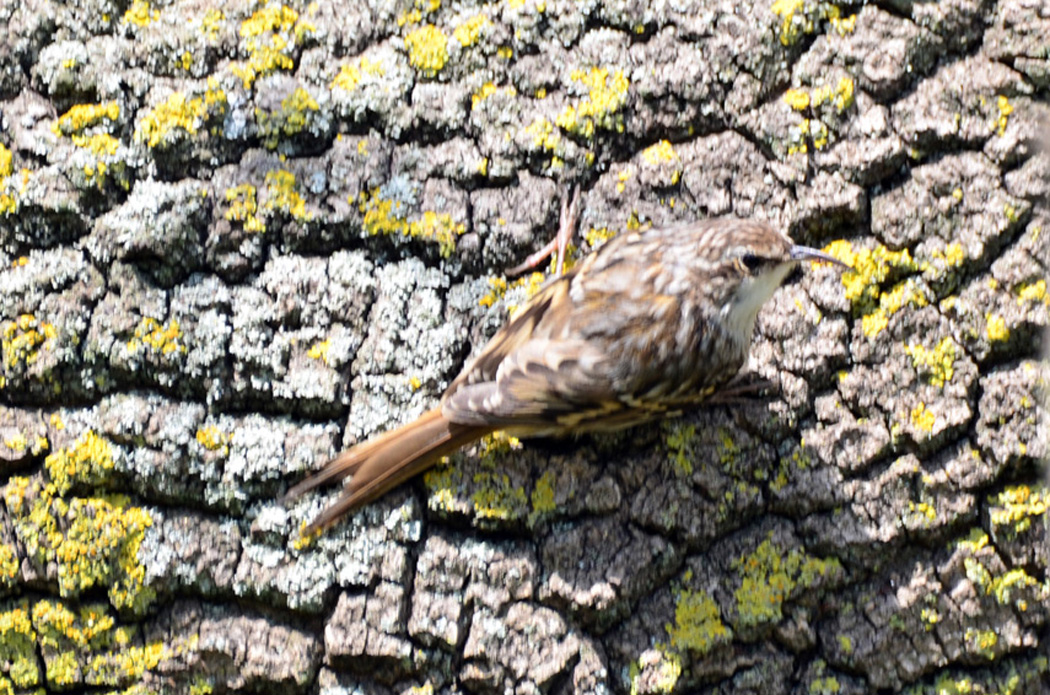 Short-toed Treecreeper