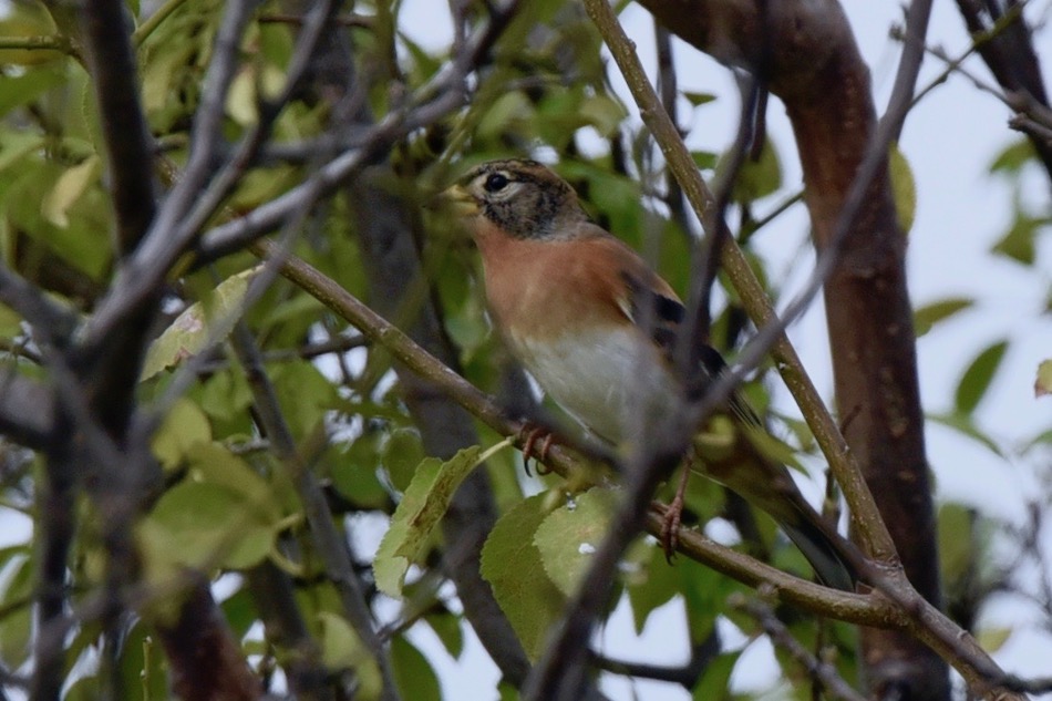 Brambling