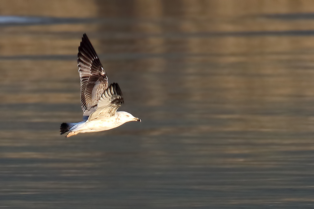 Caspian Gull