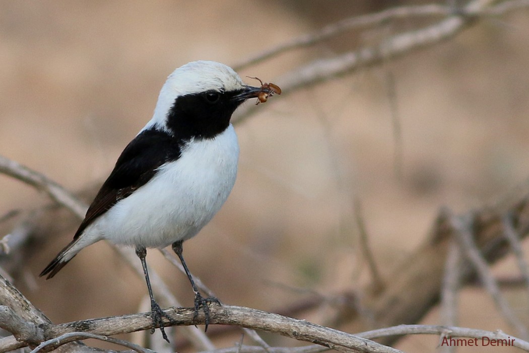 Finsch`s Wheatear