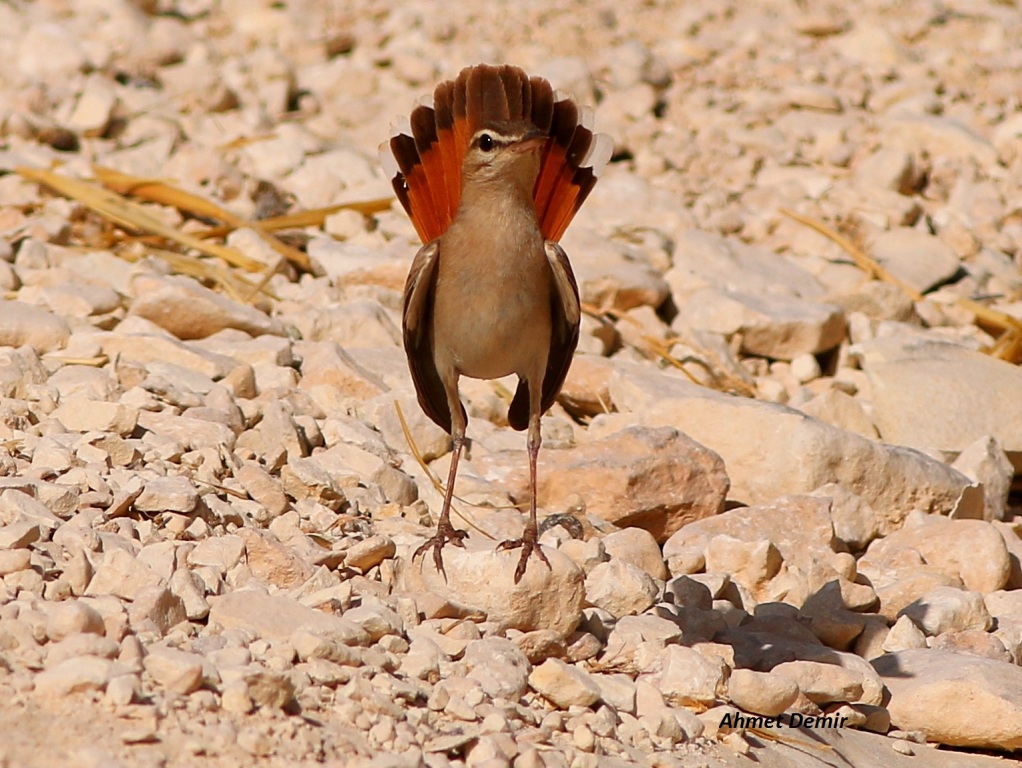 Rufous-tailed Scrub Robin