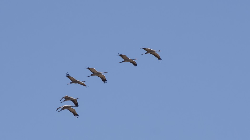 Demoiselle Crane