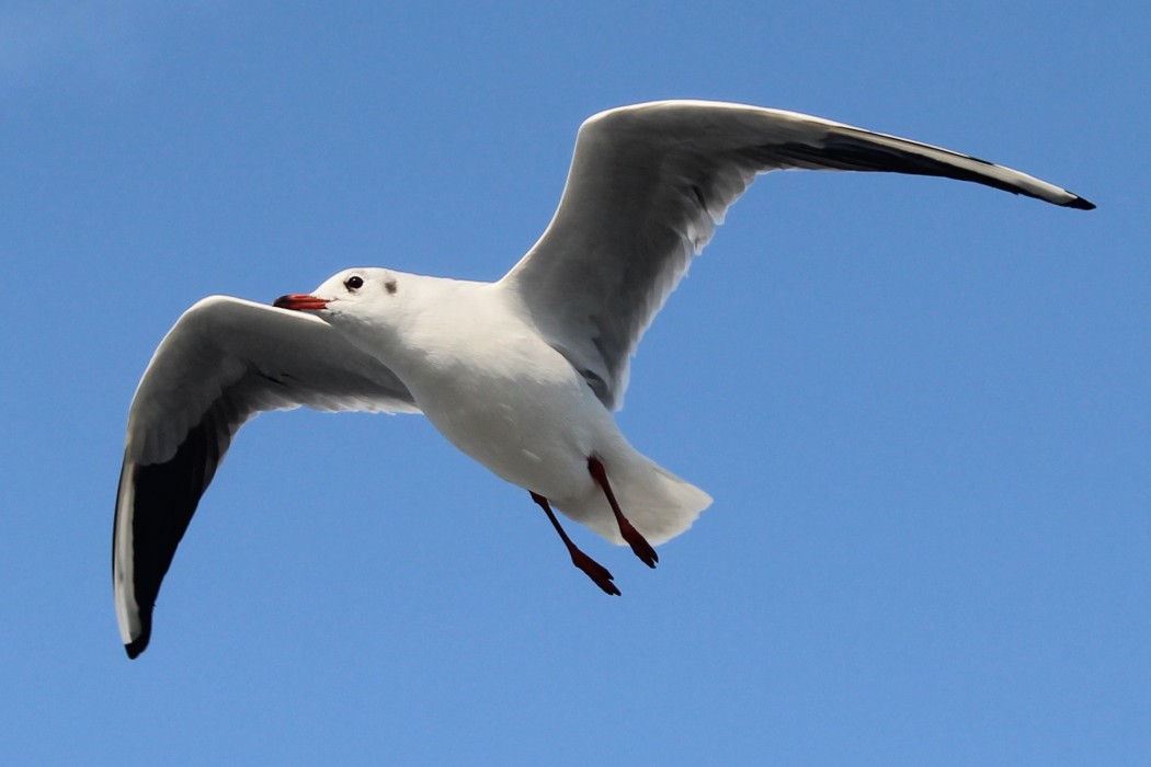 Black-headed Gull