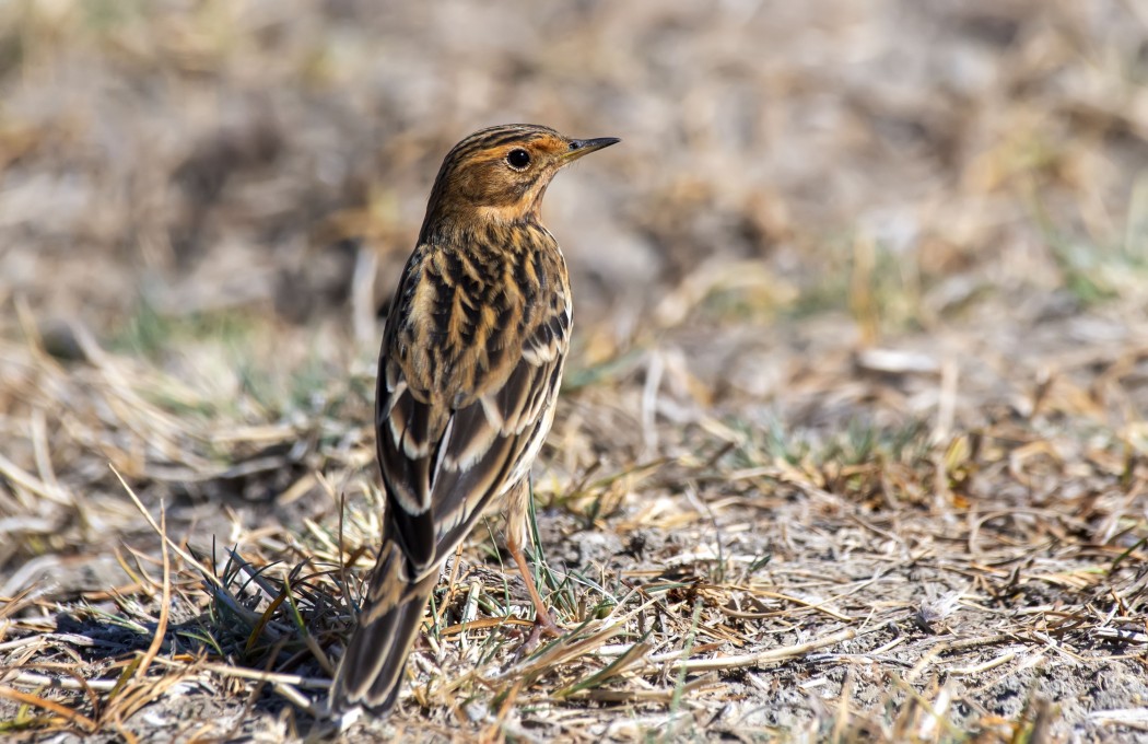 Red-throated Pipit
