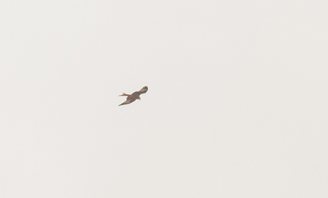 Red Kite