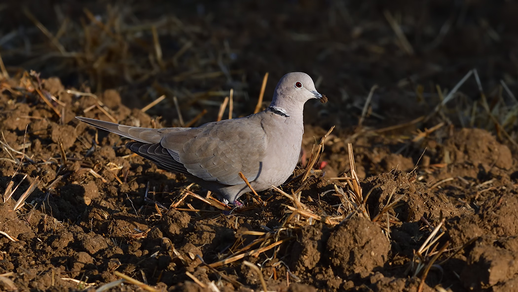 Eurasian Collared Dove