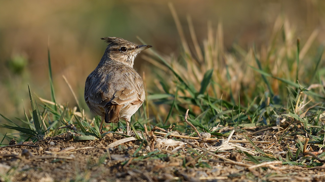 Crested Lark