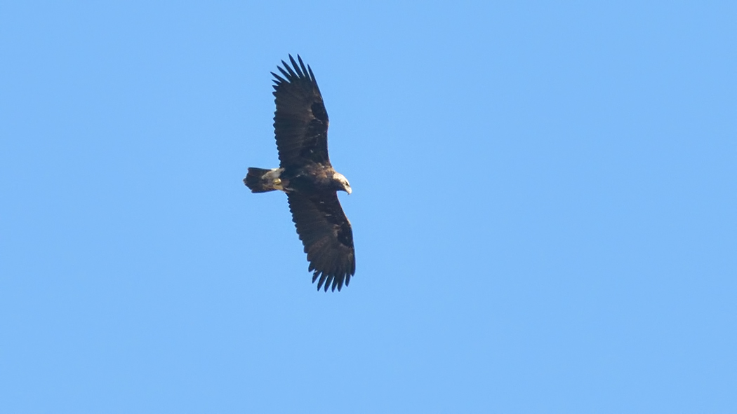 Eastern Imperial Eagle