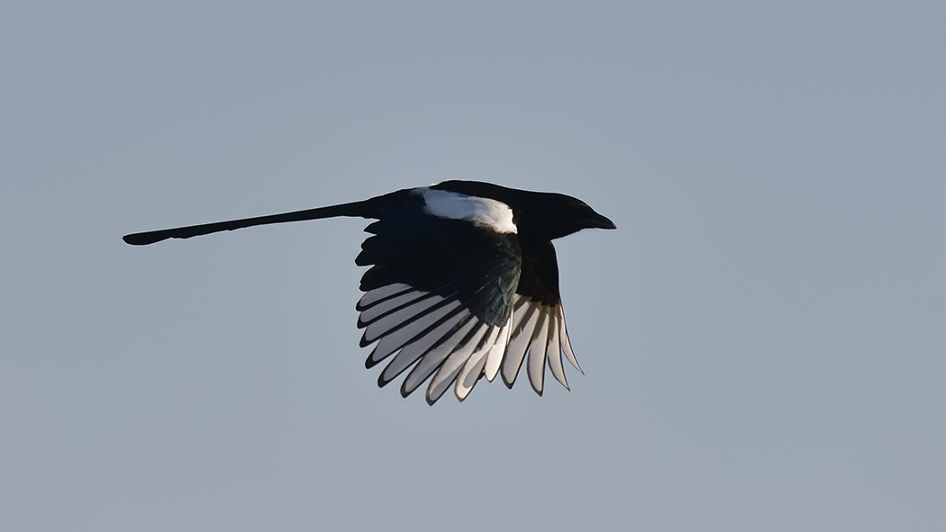 Eurasian Magpie