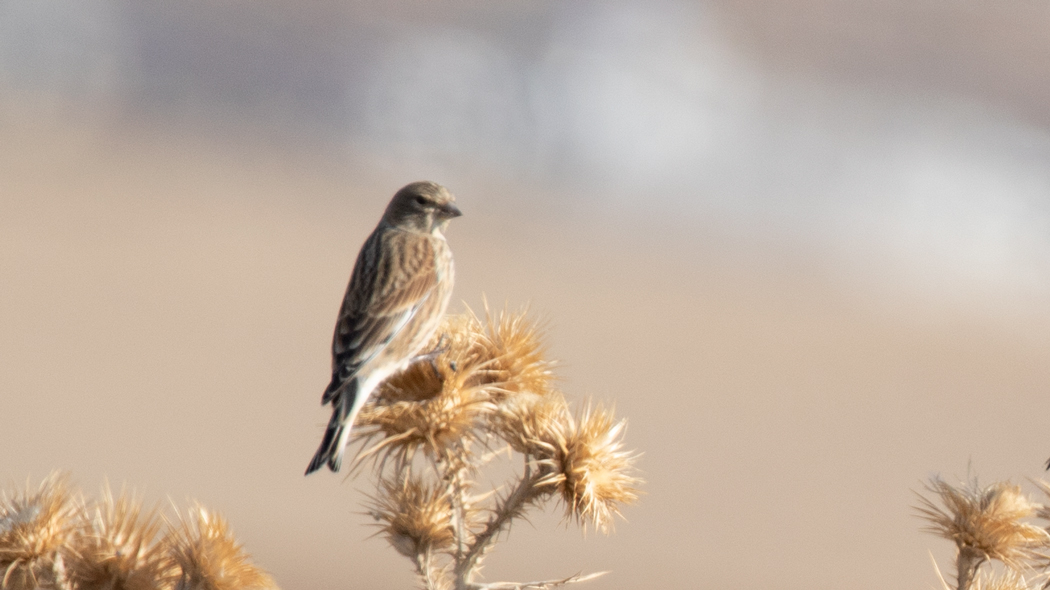 Common Linnet