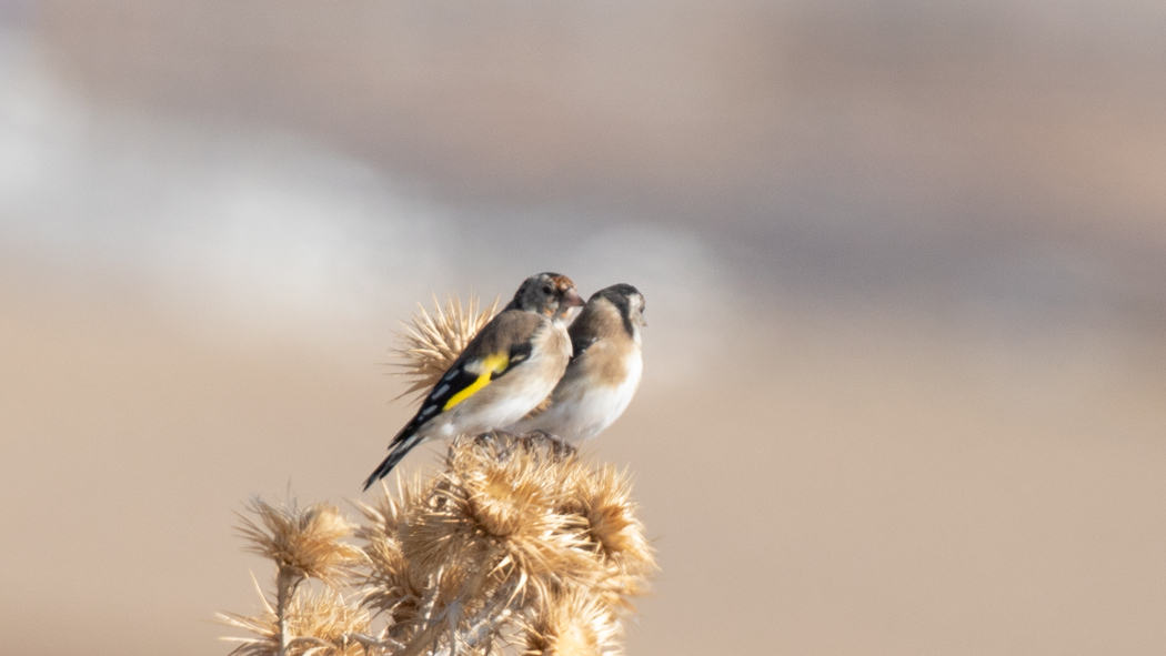 European Goldfinch