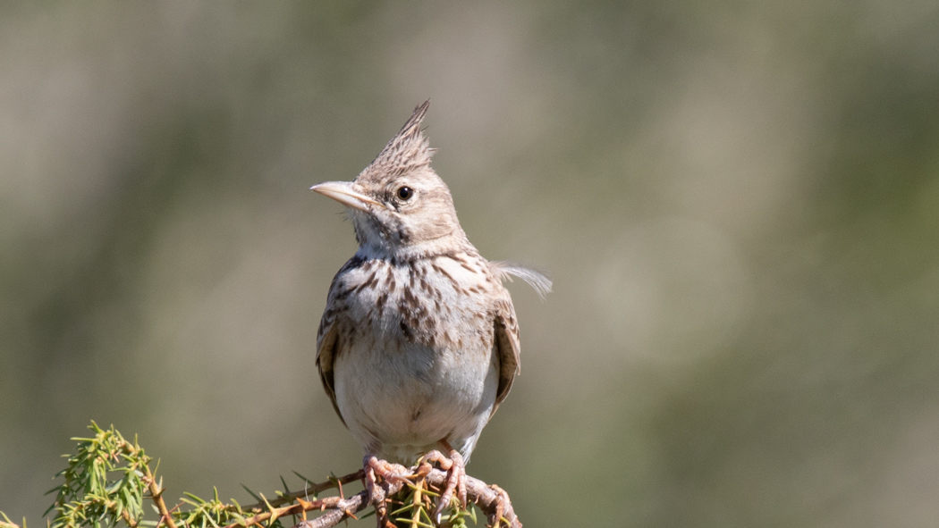 Crested Lark