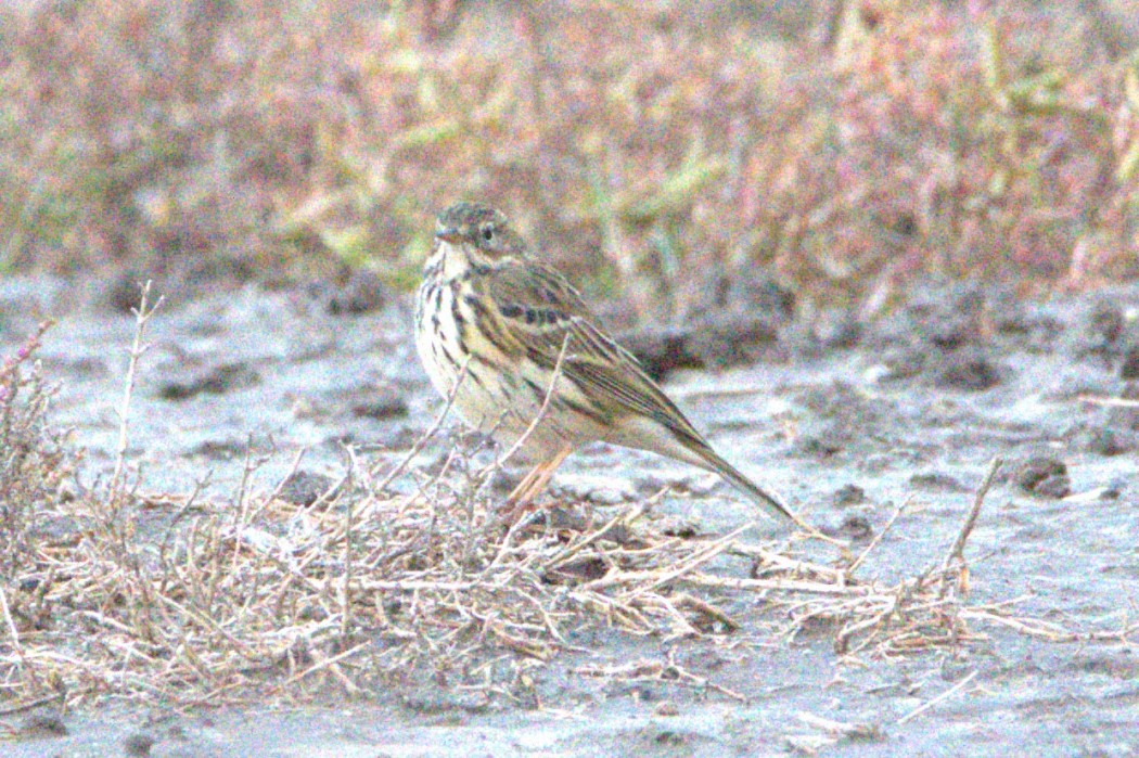 Meadow Pipit