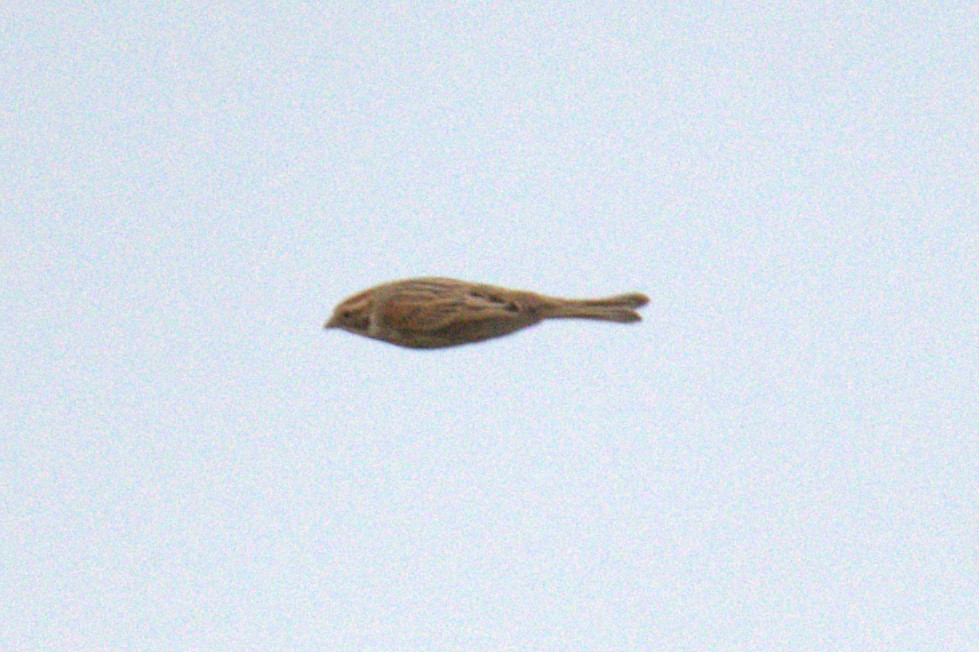 Common Reed Bunting