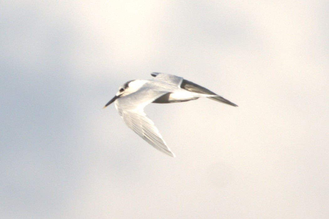 Sandwich Tern