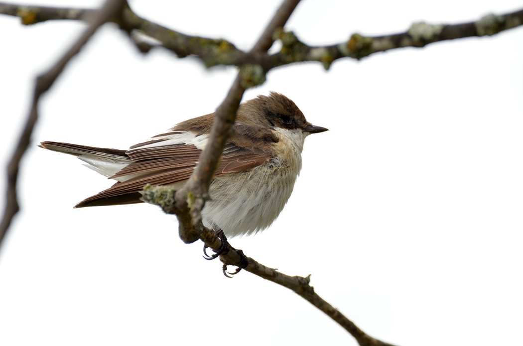 European Pied Flycatcher