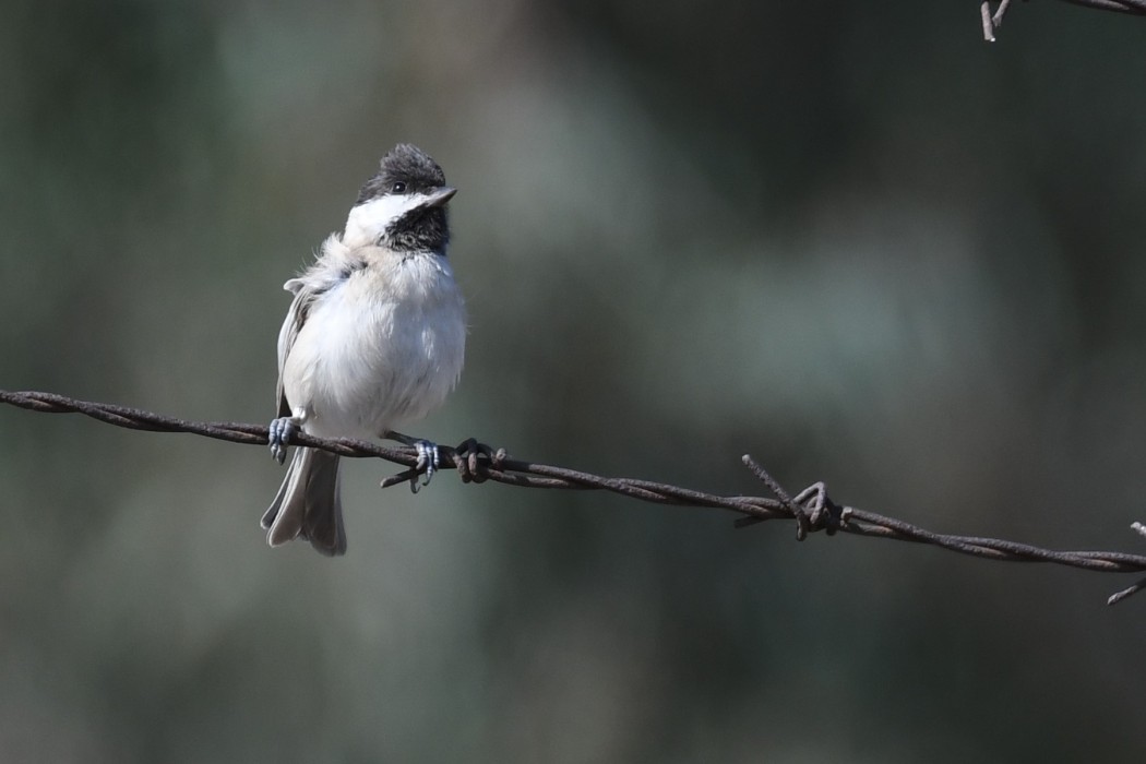 Sombre Tit