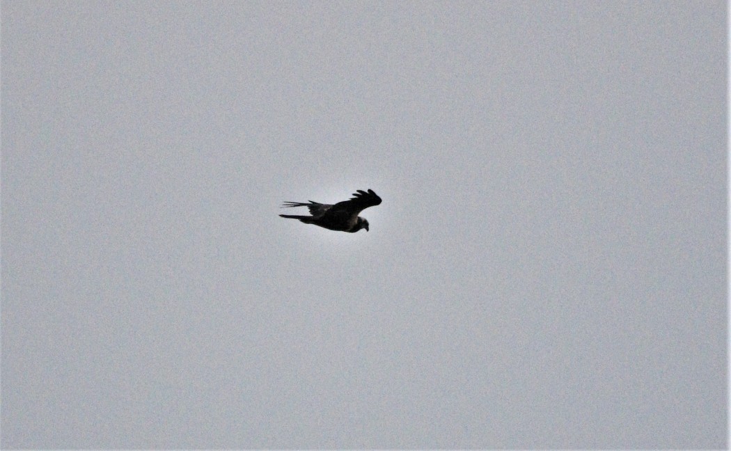 Western Marsh Harrier