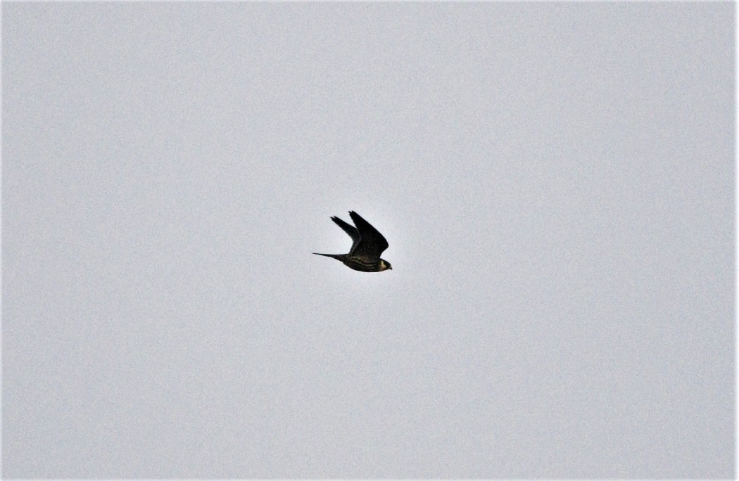 Eurasian Hobby